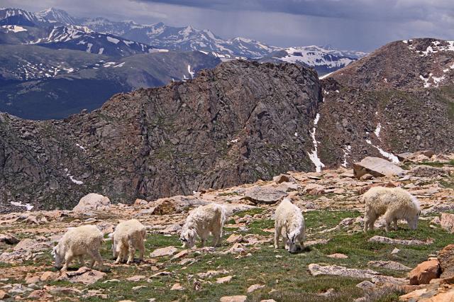 134 mount evans.JPG